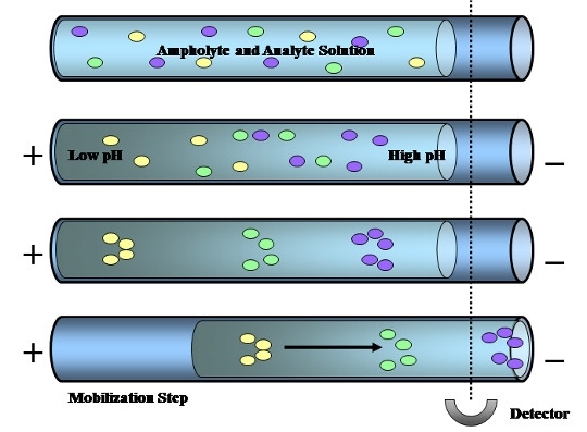 Diagram of isoelectric focusing through capillary electrophoresis